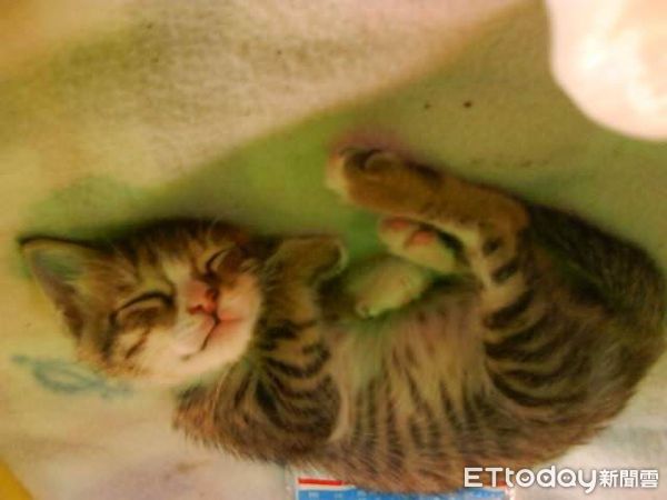 ▲米克斯貓「波妞」。（圖／飼主范先生、范太太提供）