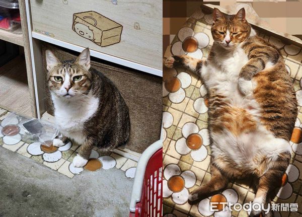 ▲米克斯貓「波妞」。（圖／飼主范先生、范太太提供）