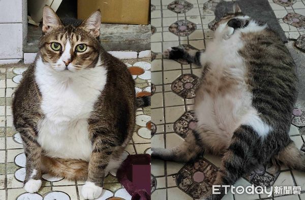 ▲米克斯貓「波妞」。（圖／飼主范先生、范太太提供）