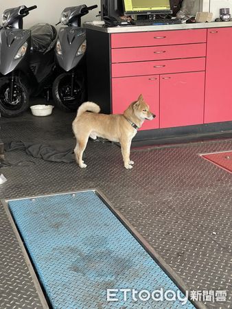 ▲▼換機油覺得被瞪！他轉頭遇「鄙視眼工讀生」笑翻萬人：柴不想理你。（圖／網友楊凱傑提供）