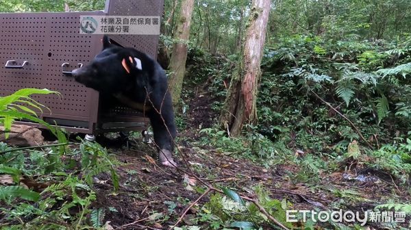 ▲清水部落頭目何成忠帶領進行祈福及命名儀式。（圖／花蓮分署，下同）