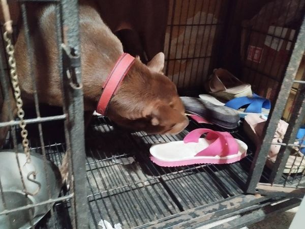 ▲受虐犬聽到舊名會發抖　現在每天叼鞋「籠內排陣法」網猜心疼原因。（圖／有點毛毛的／飼主孫秀瑛提供）
