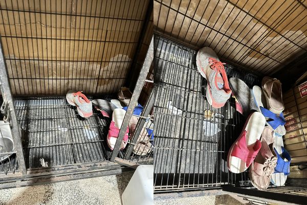 ▲受虐犬聽到舊名會發抖　現在每天叼鞋「籠內排陣法」網猜心疼原因。（圖／有點毛毛的／飼主孫秀瑛提供）