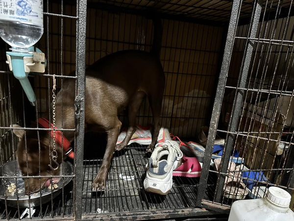 ▲受虐犬聽到舊名會發抖　現在每天叼鞋「籠內排陣法」網猜心疼原因。（圖／有點毛毛的／飼主孫秀瑛提供）