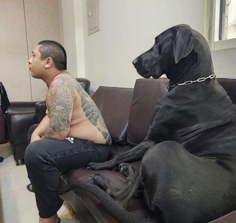 ▲▼高山犬球球。（圖／翻攝自IG）