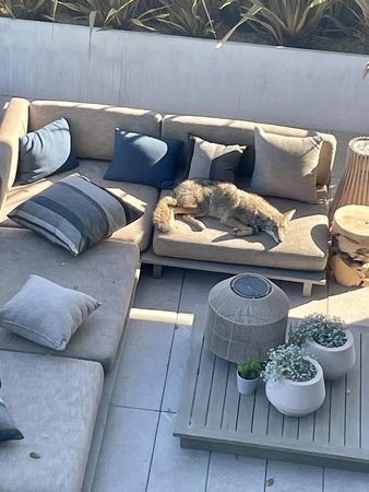 舊金山郊狼闖民宅，還以為是狗。（圖／翻攝自Animal Care & Control San Francisco）