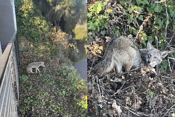 舊金山郊狼闖民宅，還以為是狗。（圖／翻攝自Animal Care & Control San Francisco）