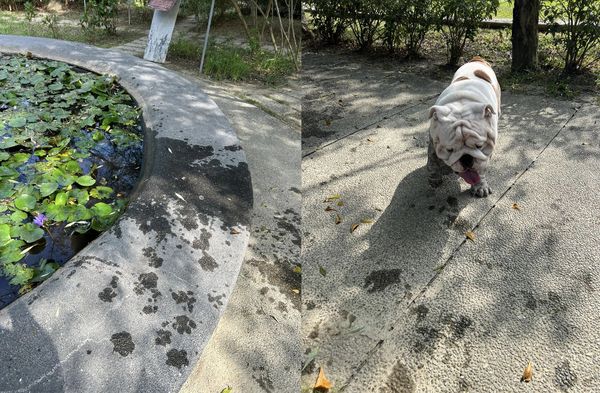 ▲▼前天才剛洗完澡　英鬥犬「跳進蓮花池」爸崩潰：出淤泥而不染。（圖／有點毛毛的／網友黃育倫提供）