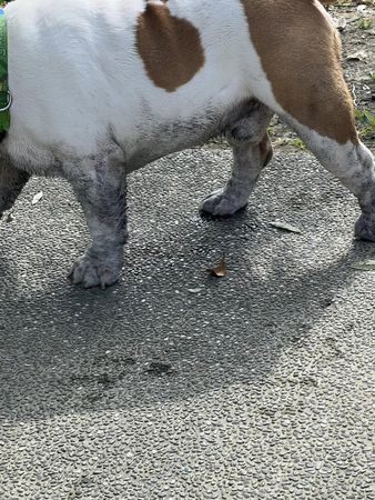 ▲▼前天才剛洗完澡　英鬥犬「跳進蓮花池」爸崩潰：出淤泥而不染。（圖／有點毛毛的／網友黃育倫提供）