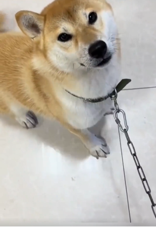 ▲▼ 柴犬中秋。（圖／翻攝自微博）