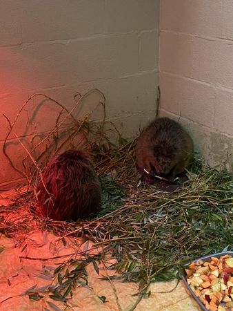 d7338336 河狸受困。(圖/翻攝自臉書粉專@Secret World Wildlife Rescue)