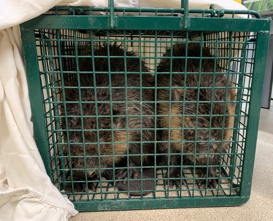 d7338337 河狸受困。(圖/翻攝自臉書粉專@Secret World Wildlife Rescue)