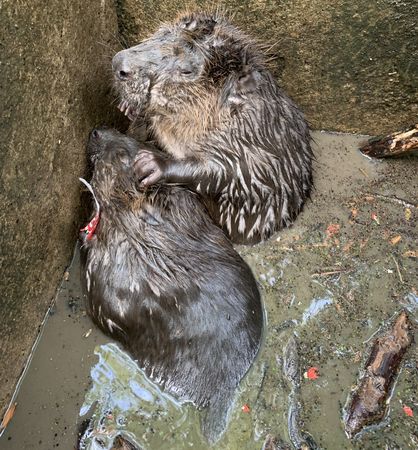 d7338338 河狸受困。(圖/翻攝自臉書粉專@Secret World Wildlife Rescue)