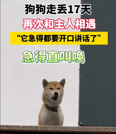 ▲▼柴犬中秋。（圖／翻攝自微博）