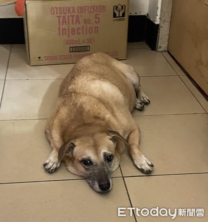 ▲告示牌底部出現一張「眼熟黑嘴黃」　臉上亮點笑噴千人：被通緝了。（圖／原PO提供）