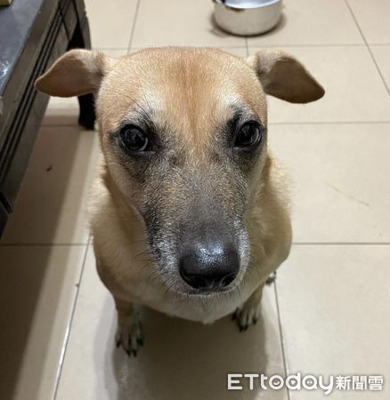 ▲告示牌底部出現一張「眼熟黑嘴黃」　臉上亮點笑噴千人：被通緝了。（圖／原PO提供）