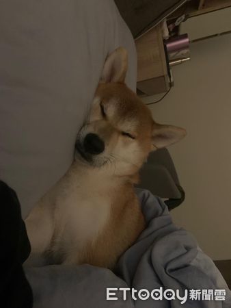 ▲▼鬧鐘一響見旁邊爽狗「側躺睡成人樣」　媽認命起床賺錢養牠。（圖／飼主詹育玟提供，下同）