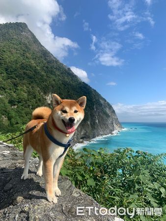 ▲▼鬧鐘一響見旁邊爽狗「側躺睡成人樣」　媽認命喊：想拎牠一起上班。（圖／飼主詹育玟提供）