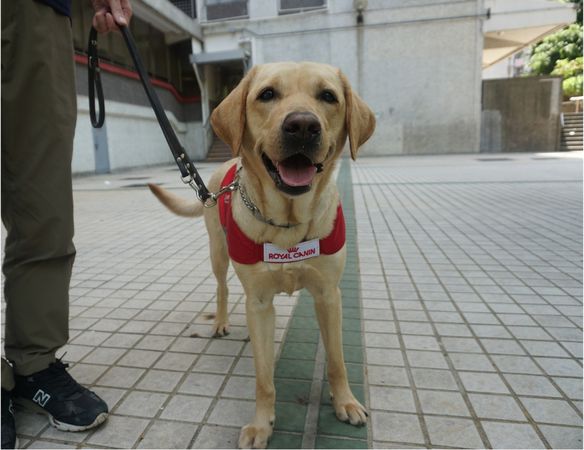 香港導盲犬Funny。（圖／翻攝自香港導盲犬服務中心臉書）