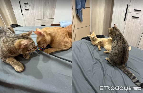 ▲想看可愛睡姿...驚「犯罪現場」肉泥吃到飽　媽嘆：想回家揍小孩（圖／網友宮泣雪提供，請勿隨意翻拍，以免侵權。）