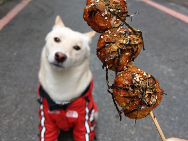 ▲▼南美館首度打造人與動物都能一起參與的「愛洛萌市集」，不僅有專屬動物的戶外展覽，還有多種動物療癒系商品。（圖／南美館提供）