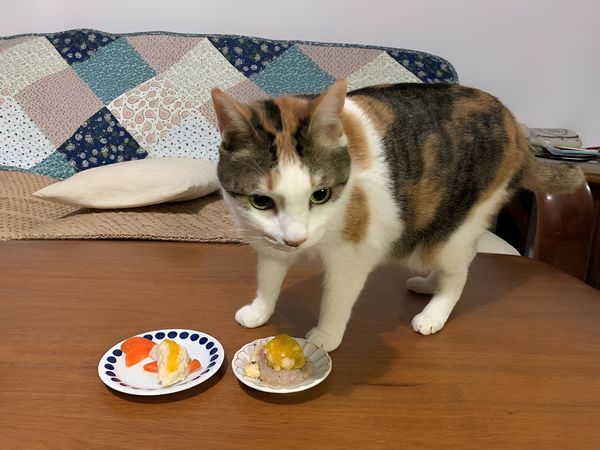 d7339756 ▲▼狗狗暴食卻變瘦!恐是糖尿病找上身 醫提醒出現「3多1少」要注意。(圖/新北市動保處提供)