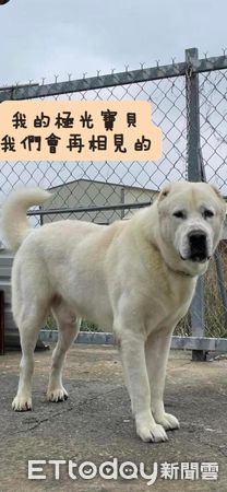 ▲超強護妹隊！2歲童牽「超巨大狗狗」散步　粉絲驚呆：以為是P圖（圖／網友方聖昀提供，請勿隨意翻拍，以免侵權。）