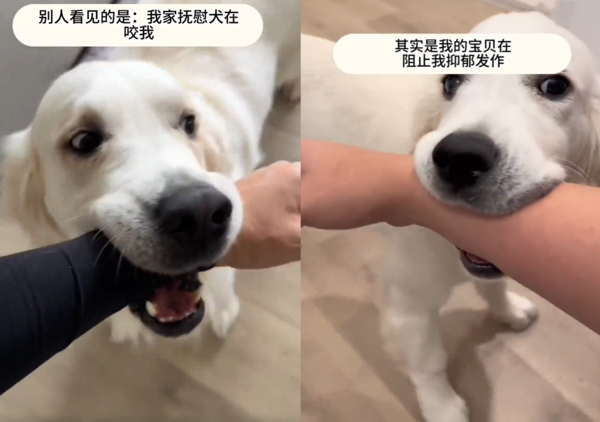 d7340020 療癒犬安撫憂鬱症飼主。(圖/翻攝自微博@鏟屎官狗帶)
