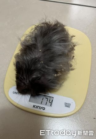 長毛黃金鼠銅鑼燒。（圖／飼主露吸塵提供）