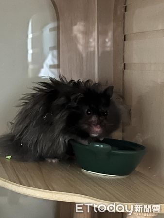 長毛黃金鼠銅鑼燒。（圖／飼主露吸塵提供）