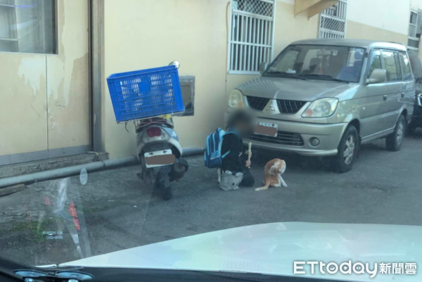 ▲妹妹下課「路邊吹直笛」給貓里長聽　牠認真坐著：等等有罐罐嗎？（圖／網友顏鋒提供，請勿隨意翻拍，以免侵權。）