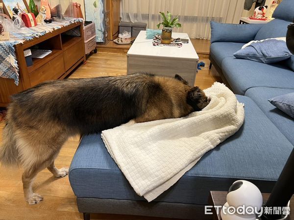 ▲▼戴頭套聰明汪照樣咬腳　媽PO「鬥智進化史」連風扇網罩都用上。（圖／飼主雨果媽媽授權提供）