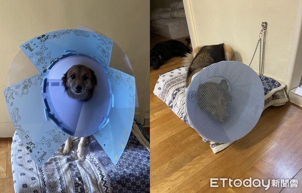▲▼戴頭套聰明汪照樣咬腳　媽PO「鬥智進化史」連風扇網罩都用上。（圖／飼主雨果媽媽授權提供）