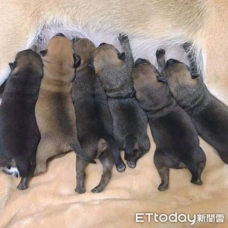 ▲爸爸客廳吃飯「6汪熱情眼神包圍」　她嘆肉都不敢夾：壓力太大了（圖／網友郭小姐提供，請勿隨意翻拍，以免侵權。）