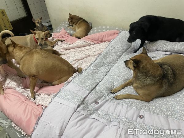 ▲爸爸客廳吃飯「6汪熱情眼神包圍」　她嘆肉都不敢夾：壓力太大了（圖／網友郭小姐提供，請勿隨意翻拍，以免侵權。）