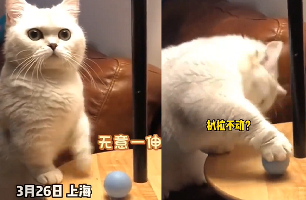 ▲▼飼主在球上動手腳，貓咪怎麼推都推不動。（圖／翻攝自微博／你怂了）
