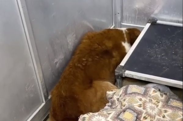 ▲11歲老犬入住收容所「害怕縮牆角」　志工嘆：牠連名字都沒有。（圖／翻攝自TikTok／thefarnetwork）