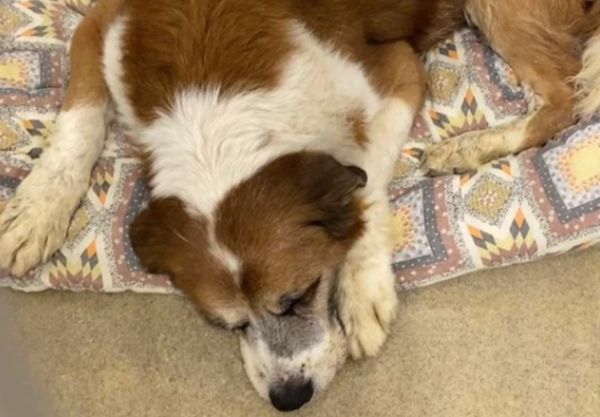 ▲11歲老犬入住收容所「害怕縮牆角」　志工嘆：牠連名字都沒有。（圖／翻攝自TikTok／thefarnetwork）
