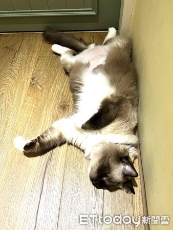 貓咪把便便上在貓砂盆縫隙。（圖／飼主陳打勾提供）
