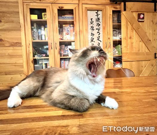 貓咪把便便上在貓砂盆縫隙。（圖／飼主陳打勾提供）