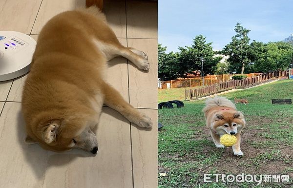 ▲▼胖柴肉肉超多，躺在地上很像三點一線。（圖／網友柴柴麻麻提供，請勿隨意翻拍，以免侵權。）