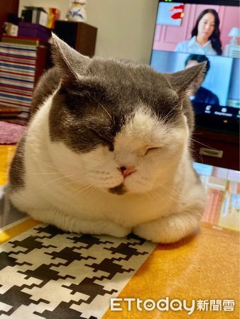 ▲▼英短貓堅持「飯後剩一顆飼料」　媽PO文解惑笑喊：好有文化。（圖／臉書粉專「我是熊熊我是哥哥我是扭牛我是弟弟」提供）