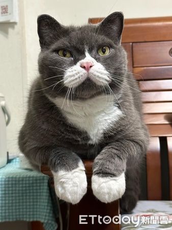 ▲▼英短貓堅持「飯後剩一顆飼料」　媽PO文解惑笑喊：好有文化。（圖／臉書粉專「我是熊熊我是哥哥我是扭牛我是弟弟」提供）