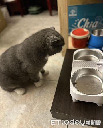 ▲▼英短貓堅持「飯後剩一顆飼料」　媽PO文解惑笑喊：好有文化。（圖／臉書粉專「我是熊熊我是哥哥我是扭牛我是弟弟」提供）