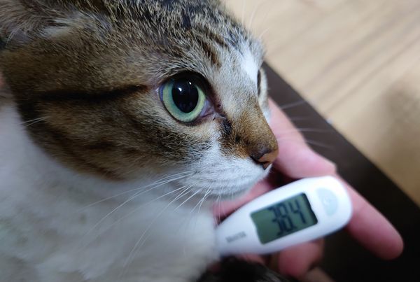 ▲突然想請假...飼主量貓咪腋下「造假發燒照」　牠莫名其妙變幫兇。（圖／翻攝自X／nepon954）