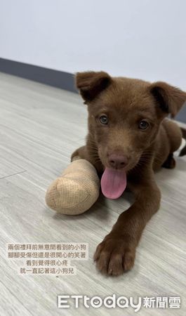 ▲▼忘了把牙齒收好！萌汪「憨露小白牙」表情超呆　媽笑：醜得可愛。（圖／飼主Aggie提供）