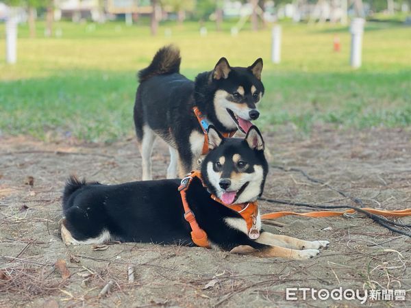 ▲▼ 洪豆妮 黑柴。（圖／網友洪資晴提供，請勿隨意翻拍，以免侵權。）