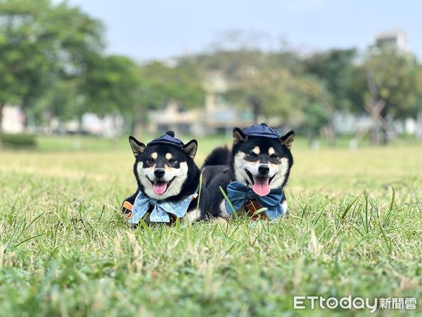 ▲▼ 洪豆妮 黑柴。（圖／網友洪資晴提供，請勿隨意翻拍，以免侵權。）
