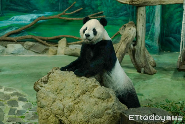▲▼動物園標本。（圖／臺北市立動物園提供）