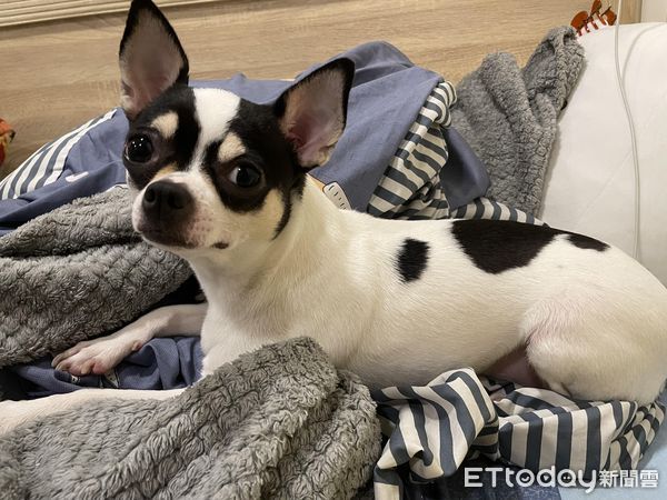 ▲吉娃娃寄放阿嬤家1個月！4→8KG「胖成大乳牛」　她傻眼：變豬了。（圖／飼主連小姐提供）